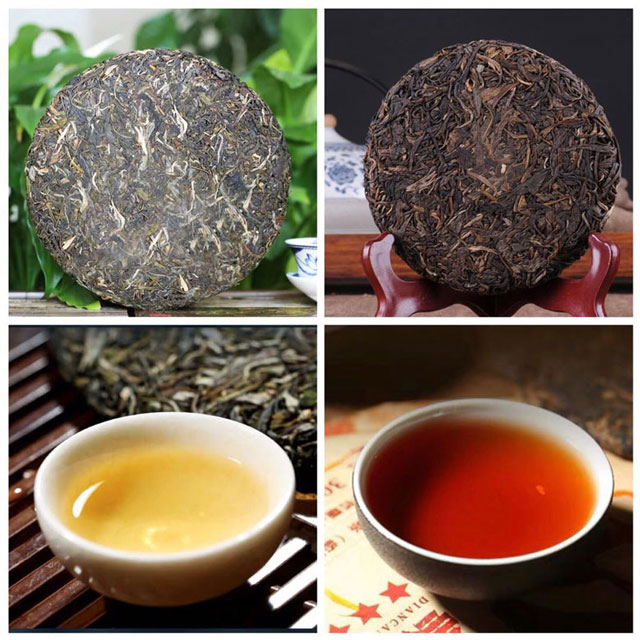 普洱茶网_普洱茶生茶和熟茶的区别如何区分？