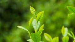 茶_喝绿茶带来的的八大功效（收藏）