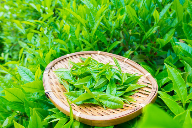 【茶知识】专家评出5种最佳减肥饮料 绿茶排名榜首