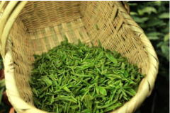 【绿茶】毛尖茶属于什么茶？是乌龙茶吗