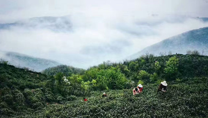信阳毛尖绿茶的产茶村在哪里？