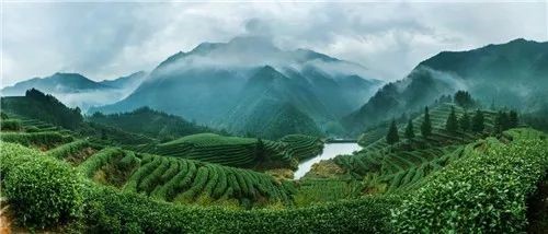 “中国十大名茶”里，为什么绿茶居多？