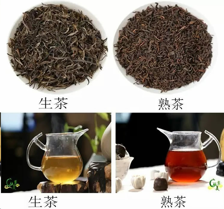 普尔茶生茶和熟茶的区别