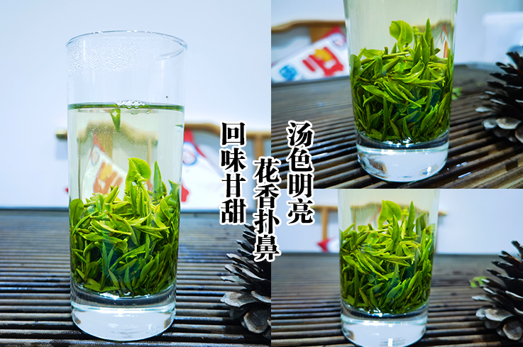 【绿茶】黄山毛峰可以煮着喝吗