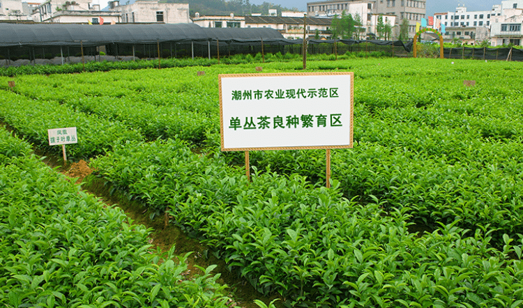 凤凰单丛（枞）茶-百科