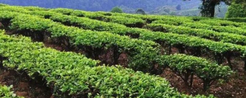 茶树最佳种植时间是（茶树适合生长在什么土壤和环境？）