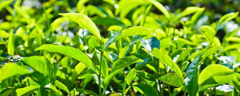 茶叶后期怎么管理栽培，该怎么规划化种植茶叶
