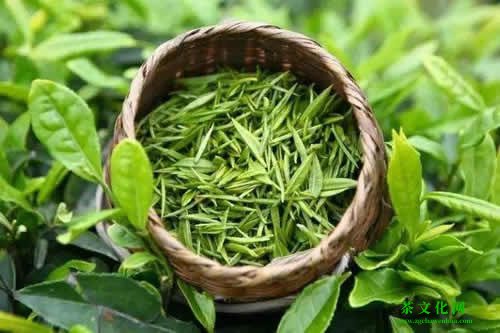 绿茶有哪些品种排名 绿茶最好喝的是哪种