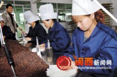 【茶文化】漳平水仙茶生产