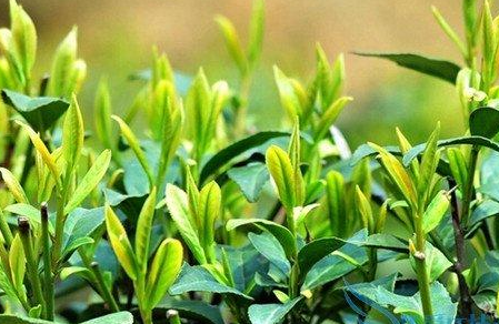 茶叶水的功效与作用（做肥料！）