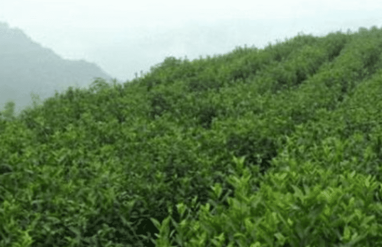 【茶知道】攒林茶的产地（产地生态环境！）