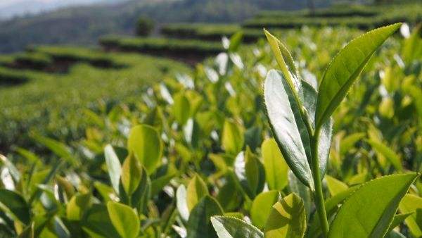 漳平水仙茶主要产自哪里？（收藏）