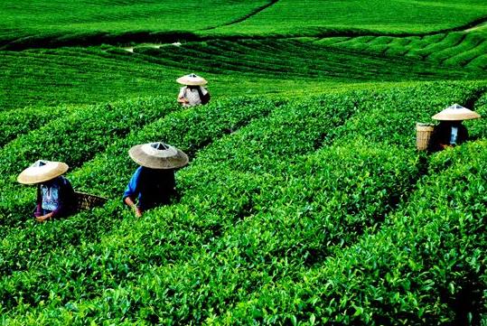 浮梁工夫红茶，产自于中国红茶之乡！（收藏）
