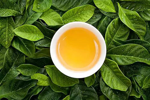 【茶知识】多喝茶叶茶可以减肥吗？喝什么茶可以减肥