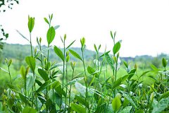 【茶知识】茶树怎么种植？茶树的种植方