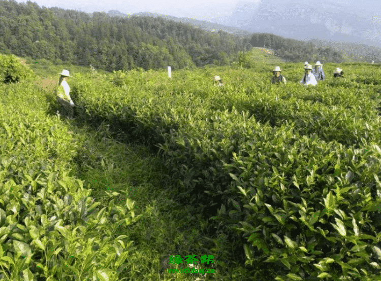【茶功效】生态茶的功效与作用 喝生态茶的好处