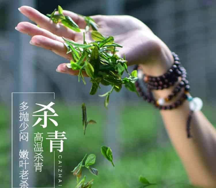 【收藏】广西桂平西山茶的制作工艺