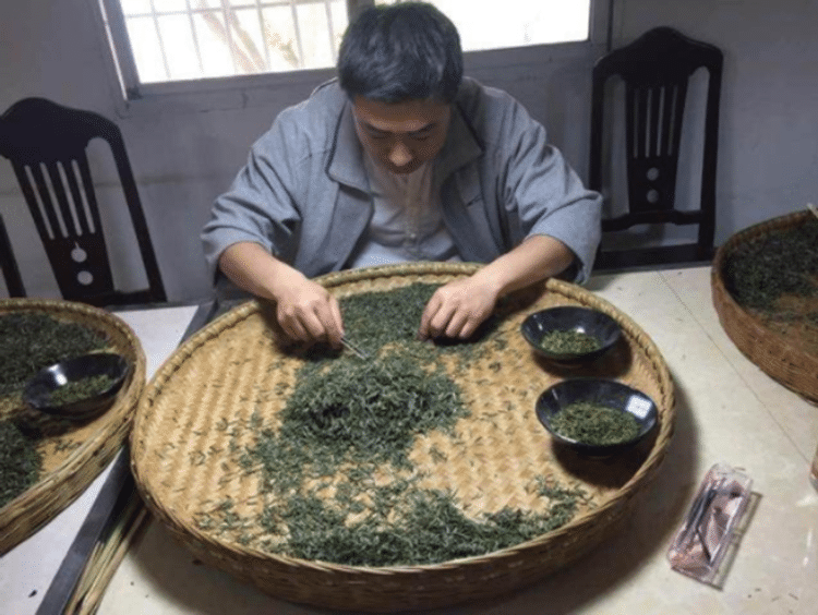 【收藏】广西桂平西山茶的制作工艺