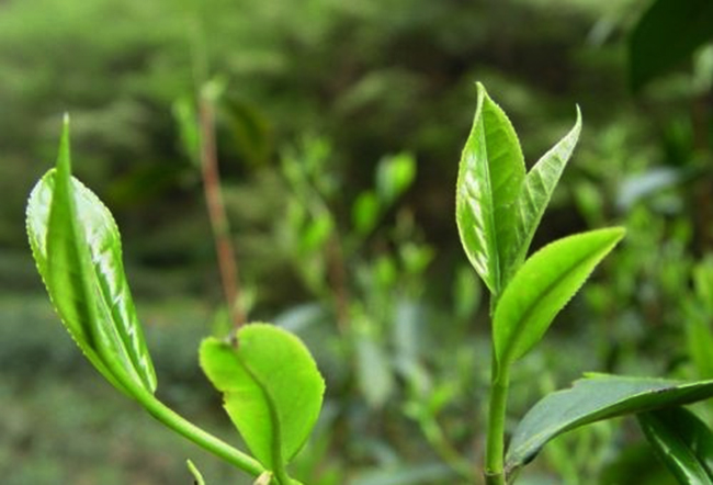 【收藏】莫干黄芽茶属于什么茶,是绿茶吗？