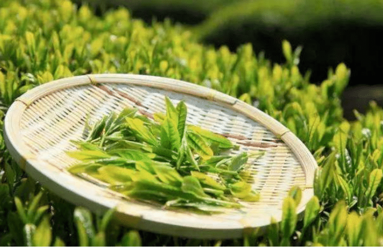 谷雨茶多少钱一斤 今年谷雨茶的全新市场价市场价格（收藏）