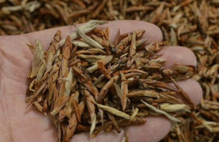 老鹰茶多少钱一斤 今年老鹰茶的最新报价及作用（收藏）