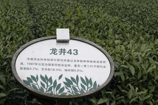2020年乌牛早茶多少钱一斤，春茶乌牛早的采摘上市时间与价格