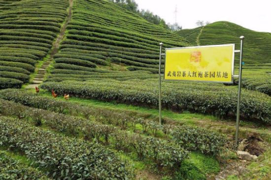 茶叶批发的进货渠道，一般茶叶进货去哪？