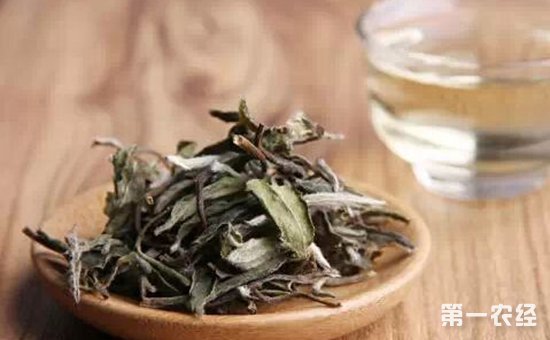 常饮白茶有益于身体恢复 常喝白茶对身体有什么好处
