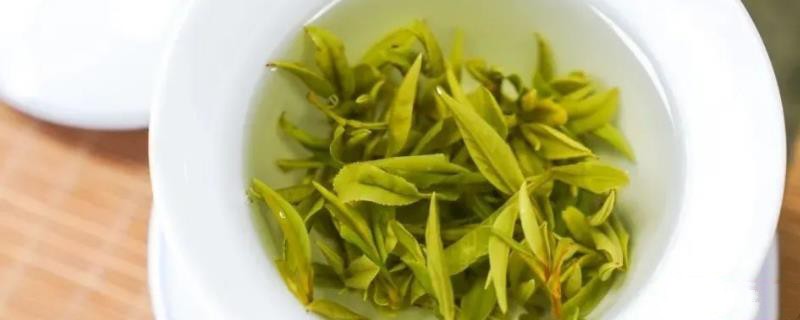 紫笋茶属于什么茶？