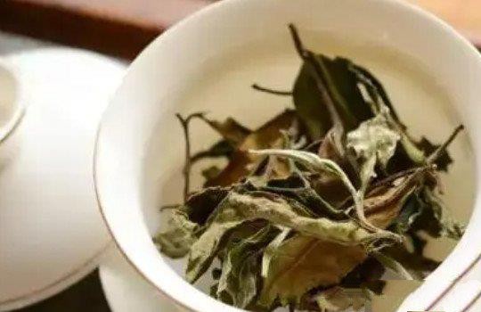 白茶是寒性的还是温性的？