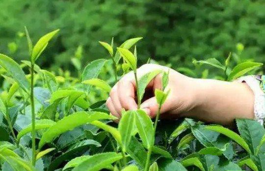 绿茶的制作流程五个步骤？