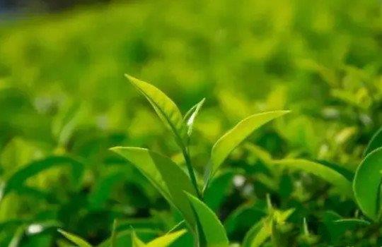 绿茶的制作工艺流程？