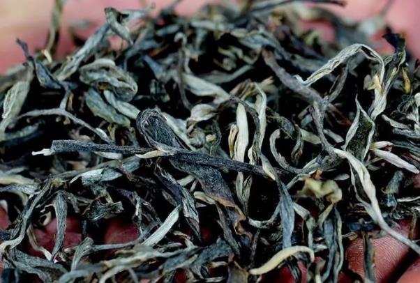 古树纯料怎么辨别？古树普洱茶纯料有什么特点？