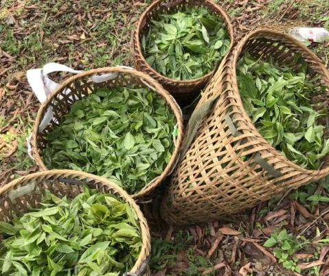 茶山购买鲜叶与制作普洱茶毛茶