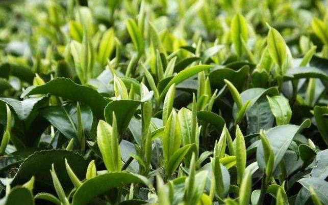 长期喝绿茶有什么危害？绿茶喝多了有什么坏处？