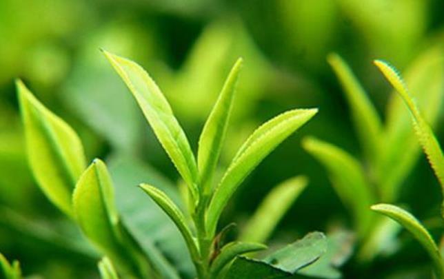绿茶喝多了有什么坏处？夏天喝绿茶减肥有什么禁忌？