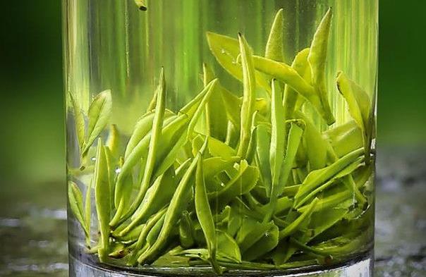 绿茶的功效_经常喝绿茶有什么好处？
