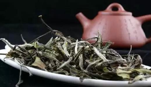 白茶之五大品种