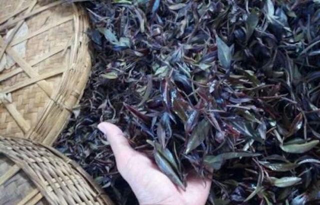 初识紫娟茶，你见过这样全身发紫的茶吗？