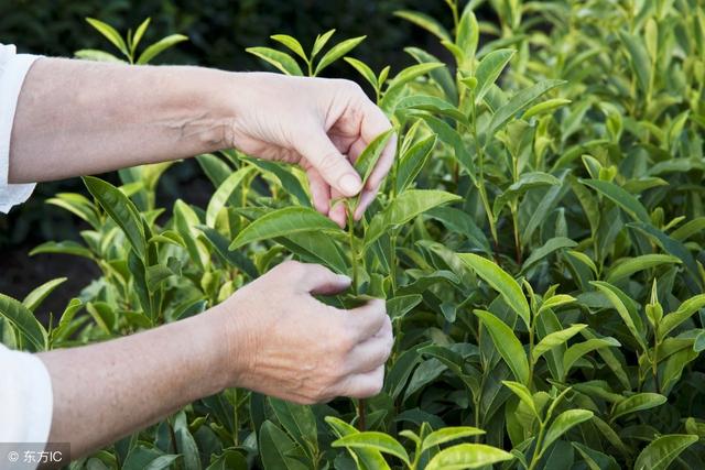 种植无公害茶叶需注意