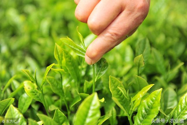 茶叶品质与施肥关系研究