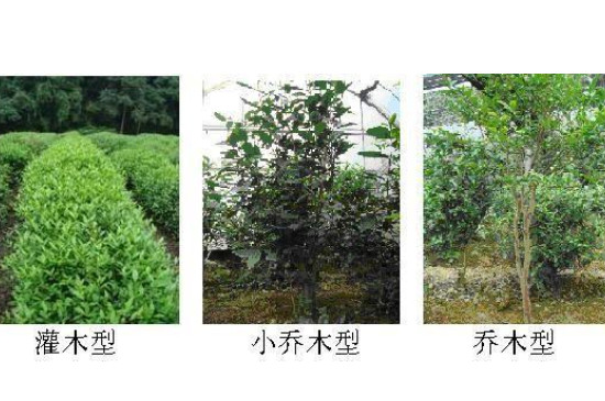 普洱茶的种类_普洱茶分为几种类型？