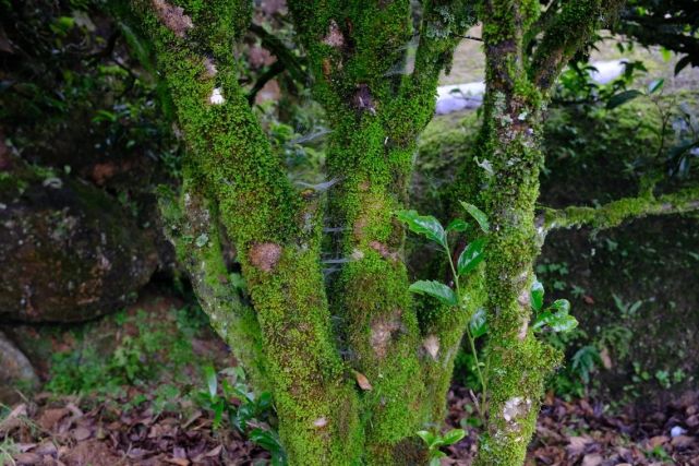 凤凰单丛与武夷岩茶的区别：树龄，山场