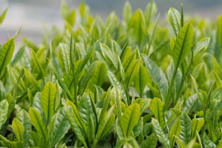 种植茶叶一亩收入多少_50亩茶叶利润有多少