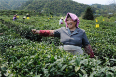 红茶的工艺流程是什么?制作红茶要经过哪