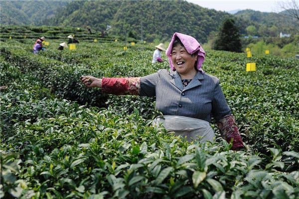 红茶的工艺流程是什么?制作红茶要经过哪些步骤