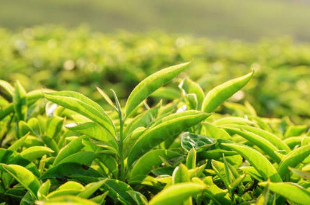 中国的六大茶类是哪些?发酵程度、冲泡温度是多少？