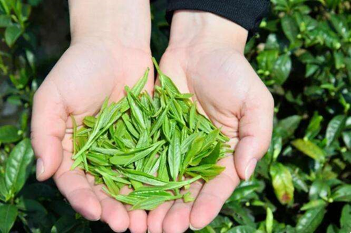 茶叶还可以是天然多功能植物饮料？了解完汀溪兰香的功效就知