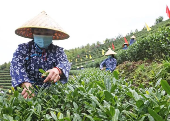 借力“茶科技”，安溪茶产业再启航