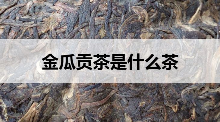 金瓜贡茶是什么茶？